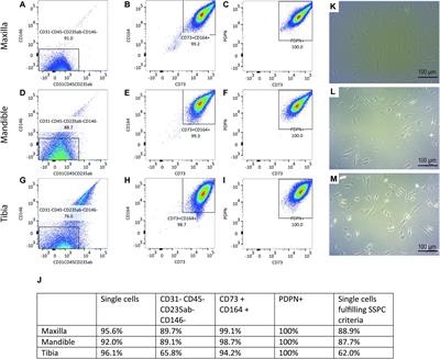 The Bone-Forming Properties of Periosteum-Derived Cells Differ Between Harvest Sites